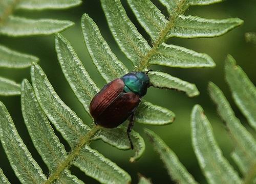 Réf. 223 240 : Phyllopertha horticola